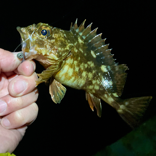 カサゴの釣果