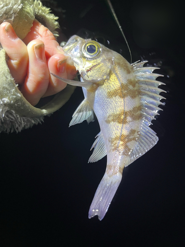 メバルの釣果