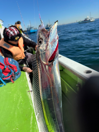 タチウオの釣果