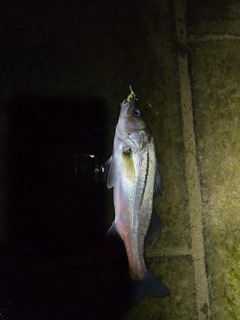 セイゴ（マルスズキ）の釣果