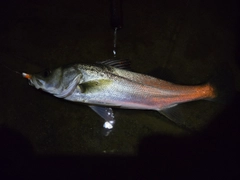 セイゴ（マルスズキ）の釣果