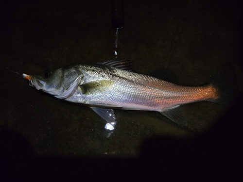 セイゴ（マルスズキ）の釣果