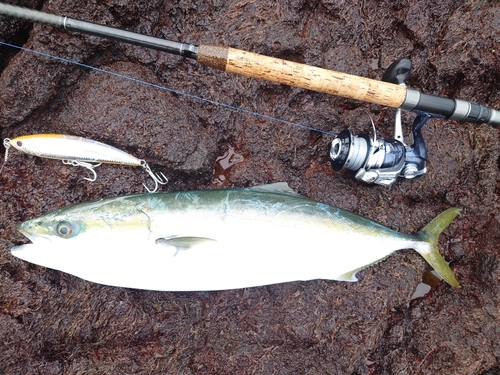 ヤズの釣果