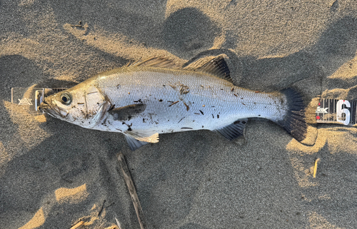 フッコ（ヒラスズキ）の釣果