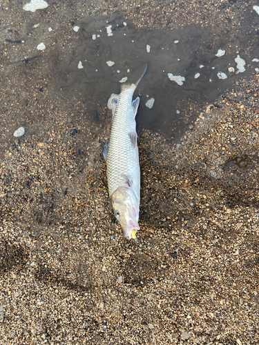 ニゴイの釣果