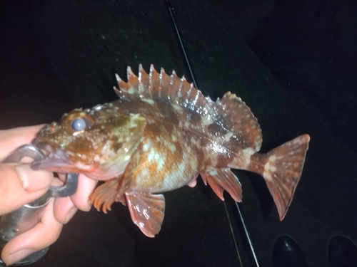 カサゴの釣果