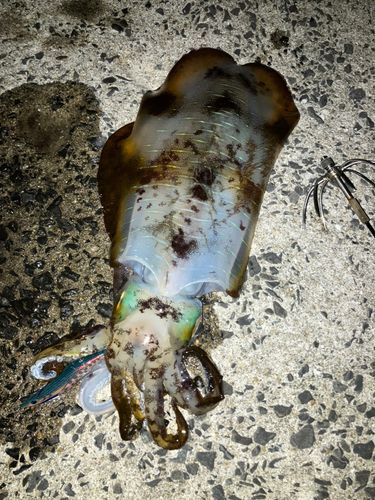 アオリイカの釣果