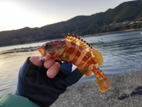 アカハタの釣果