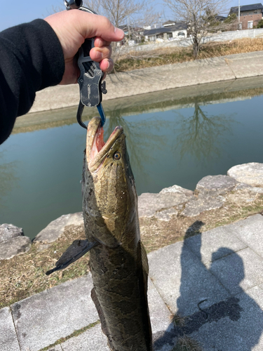 ライギョの釣果