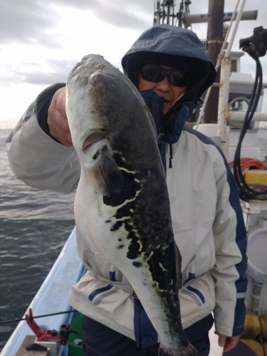 ショウサイフグの釣果