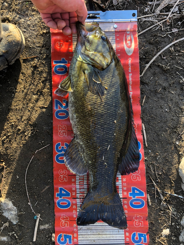 スモールマウスバスの釣果