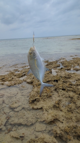 カスミアジの釣果