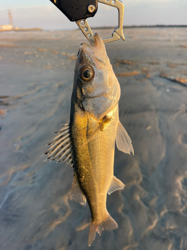 セイゴ（マルスズキ）の釣果