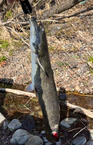 ナマズの釣果