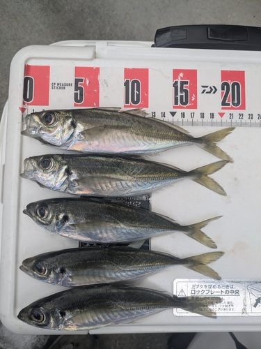 アジの釣果