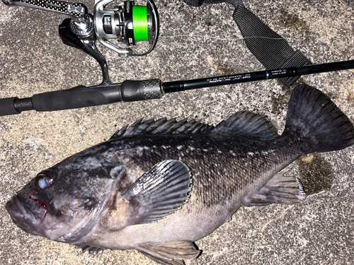 シロメバルの釣果