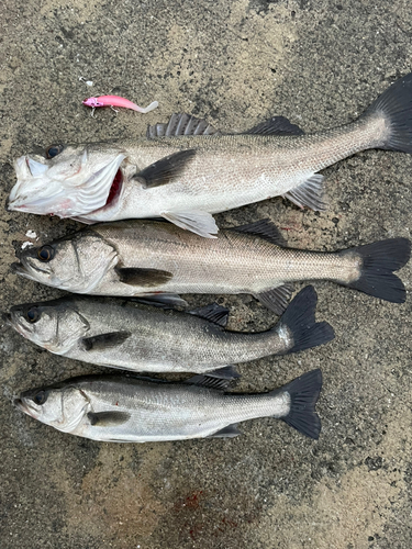 スズキの釣果