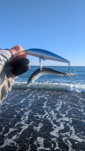 サッパの釣果