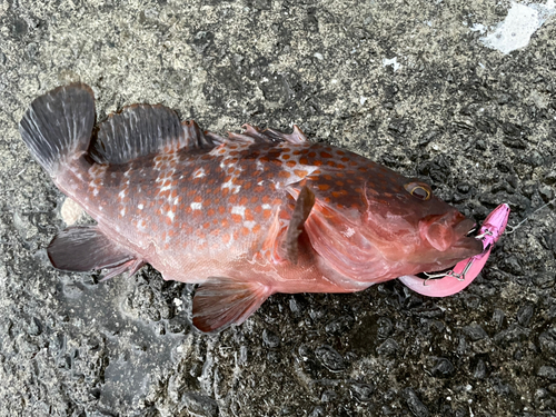 アコウの釣果