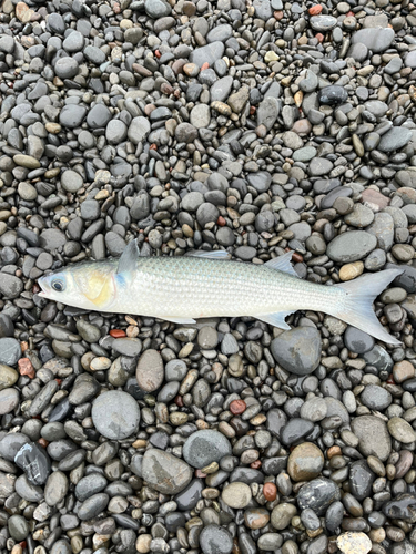 ボラの釣果