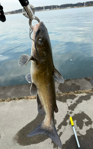 アメリカナマズの釣果