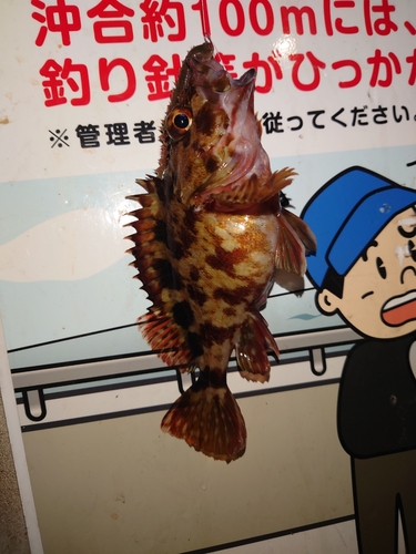 カサゴの釣果