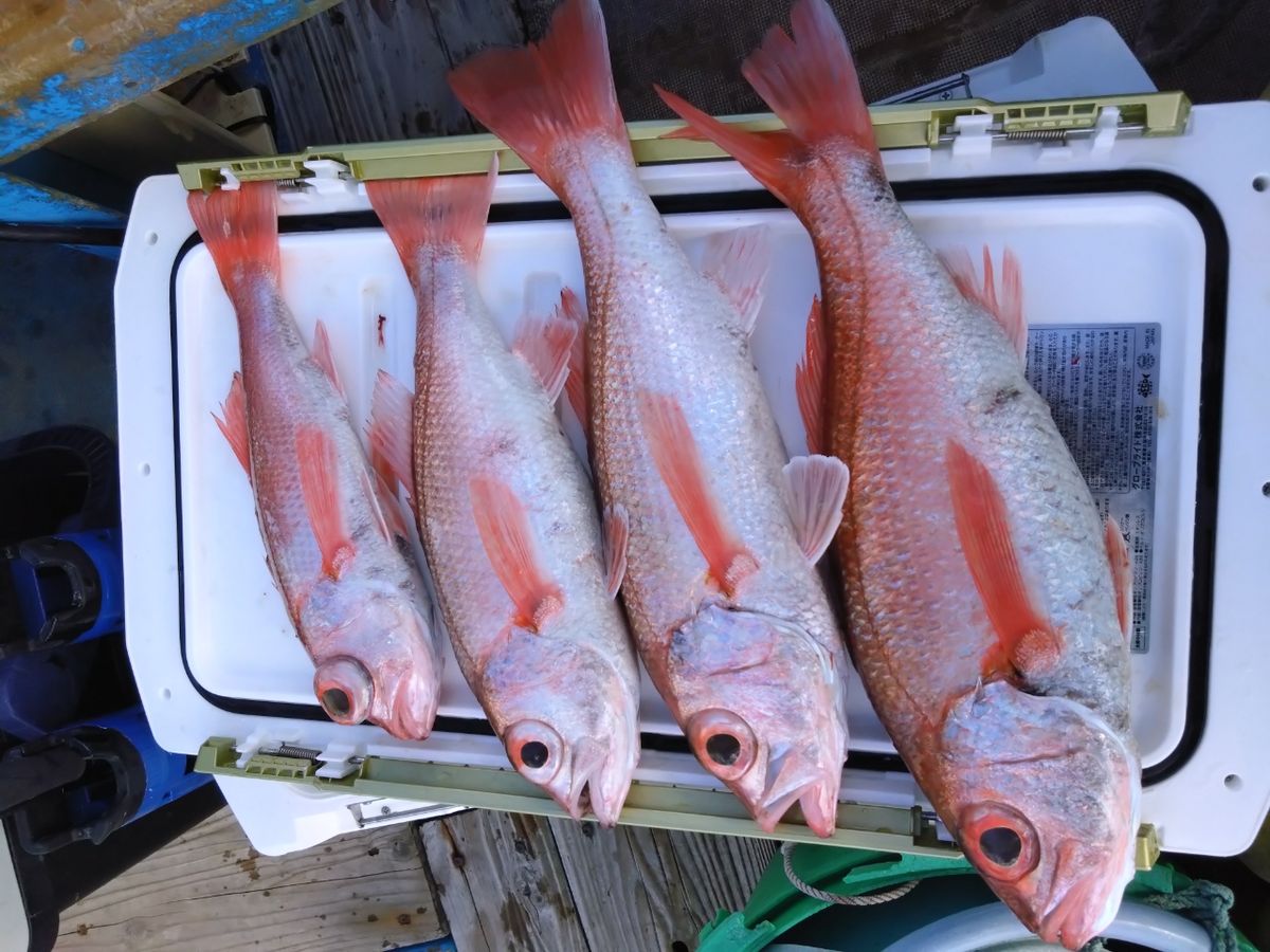 三浦丸　船長さんの釣果 2枚目の画像