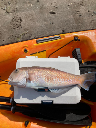 アマダイの釣果