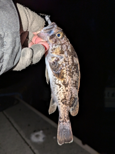 クロソイの釣果