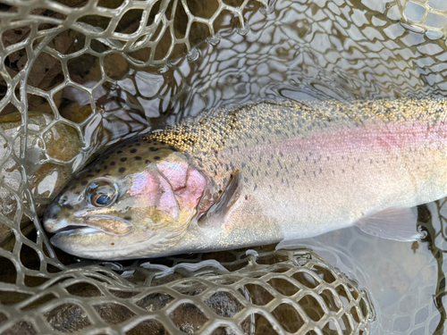 ニジマスの釣果