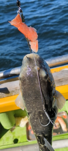 トラフグの釣果