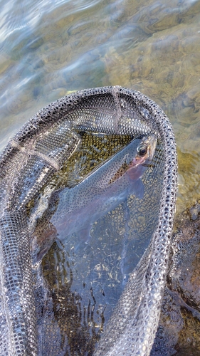 ニジマスの釣果