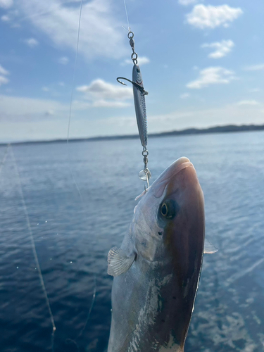 ショゴの釣果