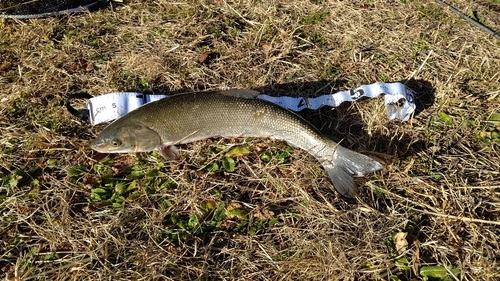 ニゴイの釣果