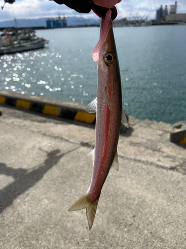 カマスの釣果