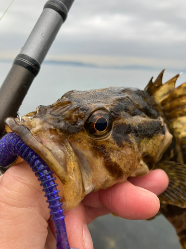 タケノコメバルの釣果