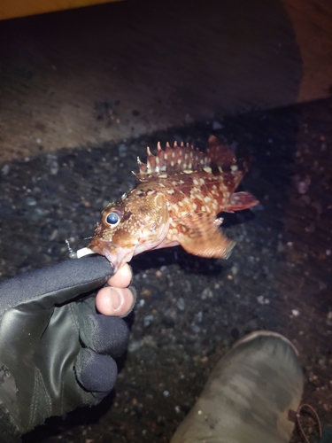 カサゴの釣果