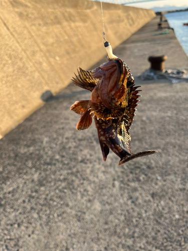 カサゴの釣果