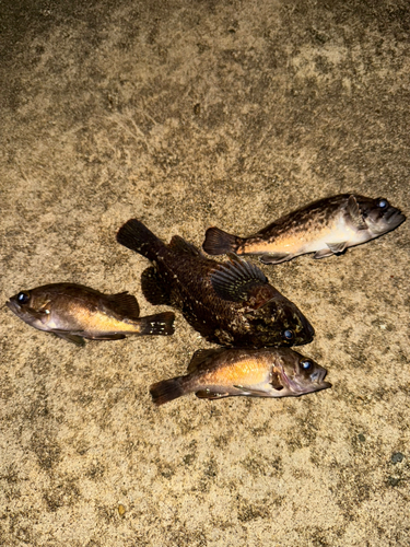 ソイの釣果