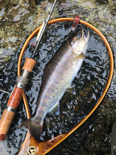 アマゴの釣果