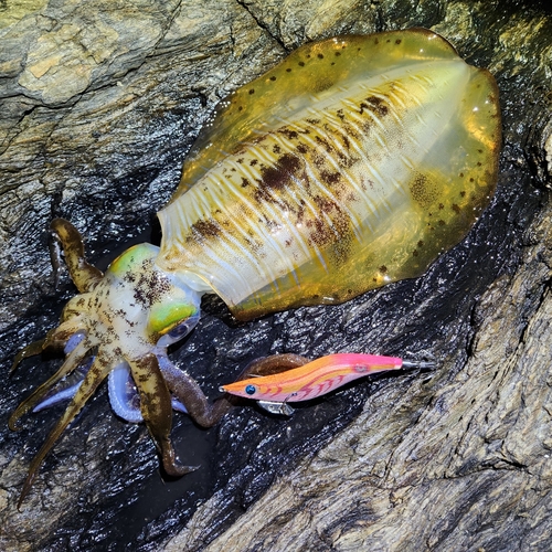 アオリイカの釣果