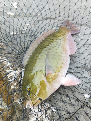 イラブチャーの釣果