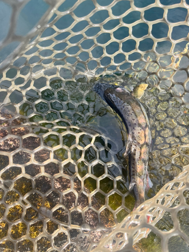 ヤマメの釣果