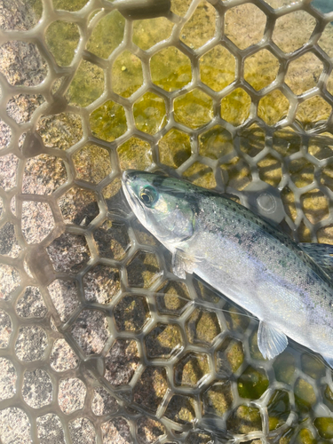 サクラマスの釣果