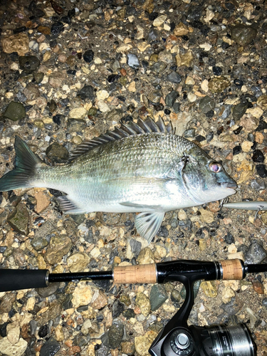 ミナミクロダイの釣果