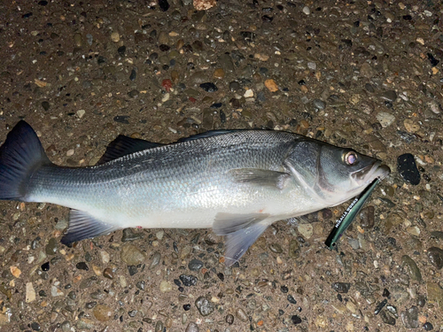 ヒラスズキの釣果