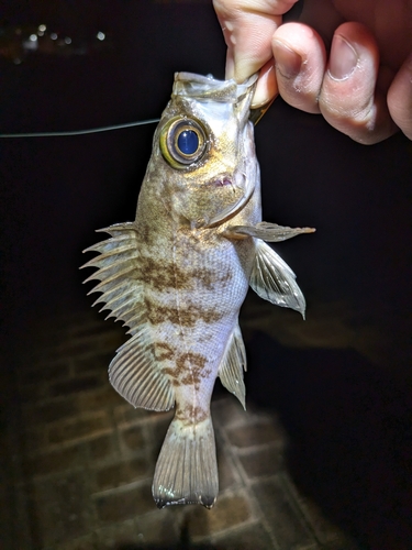 メバルの釣果