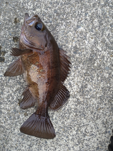 メバルの釣果