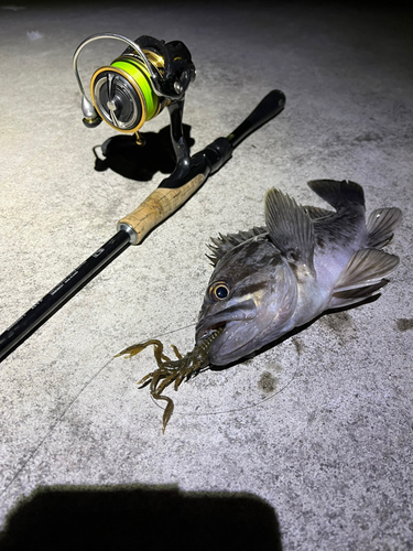 クロソイの釣果