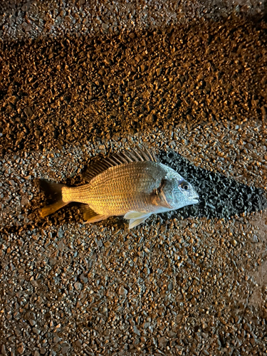 碧南海釣り公園